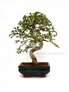 Ulmus parvifolia- Kínai szil  15S (15 cm-es tálban)