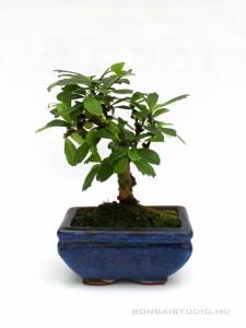 Carmona macrophylla- Borágófa, karmóna 10B (10 cm-es tálban)