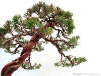 Juniperus chinensis  ' Itoigawa ' bunjin bonsai }