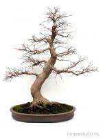 Acer palmatum bonsai - Japán juhar bonsai