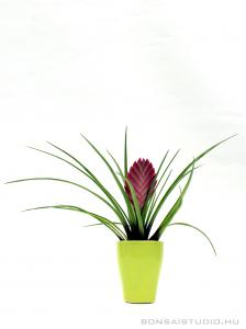 Tillandsia cyanea mázas kaspóban 02.
