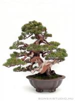 Juniperus chinensis 'Itoigawa' - Japán bonsai