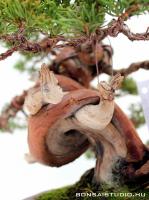 Juniperus chinensis 'Itoigawa' - Japán bonsai}