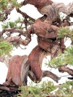 Juniperus chinensis 'Itoigawa' - Japán bonsai}