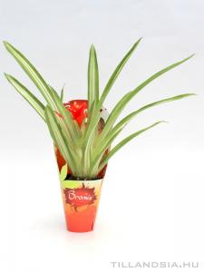 Guzmania 'Denise' Variegata 01.
