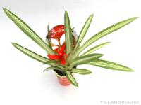 Guzmania 'Denise' Variegata 01.