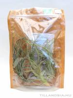 Epifita csomag 01. - 5db tillandsiával