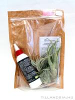 Epifita csomag 02. - 3db tillandsiával és tápoldattal