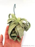 Dobozos airplant 01. - Tillandsia streptophylla}