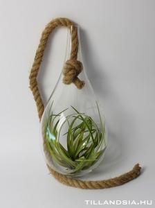 Air plant 03. - Tillandsia velutina