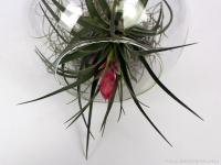 Air plant 04. - Tillandsia stricta