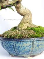 Euonymus alatus - Szárnyas kecskerágó bonsai