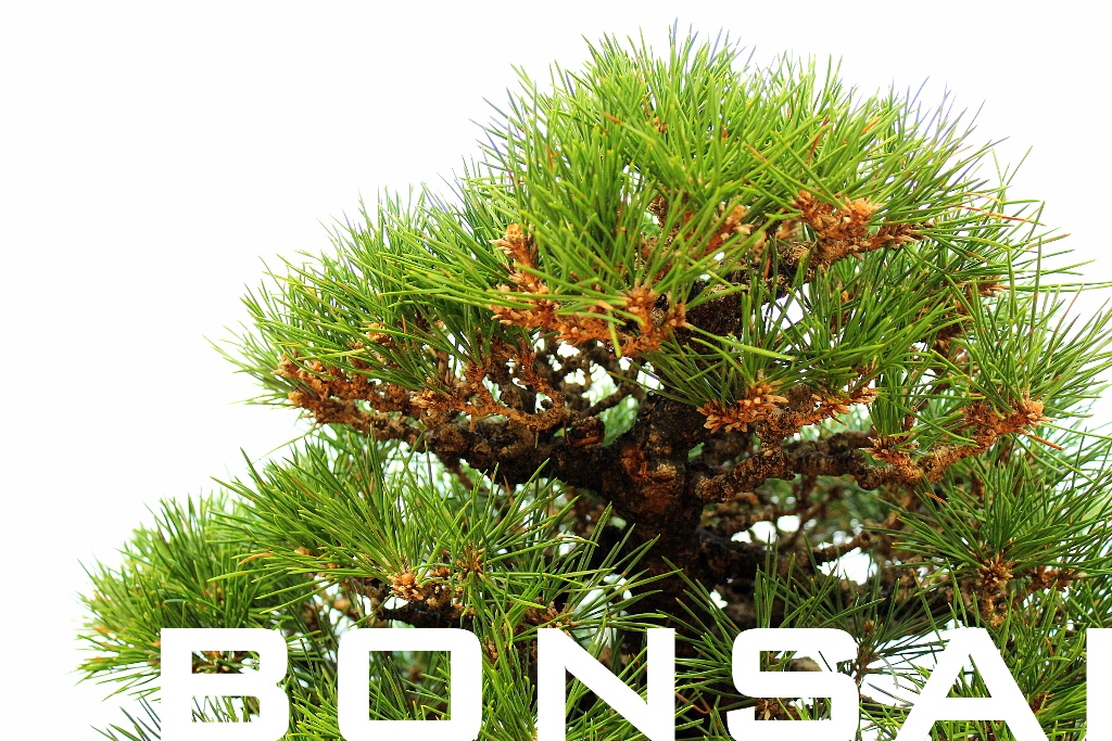 bonsai