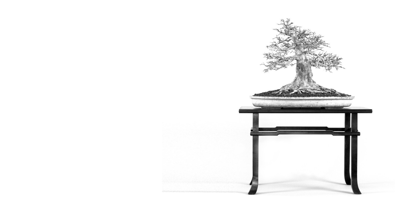 acer buergerianum bonsai kaede haromeru juhar