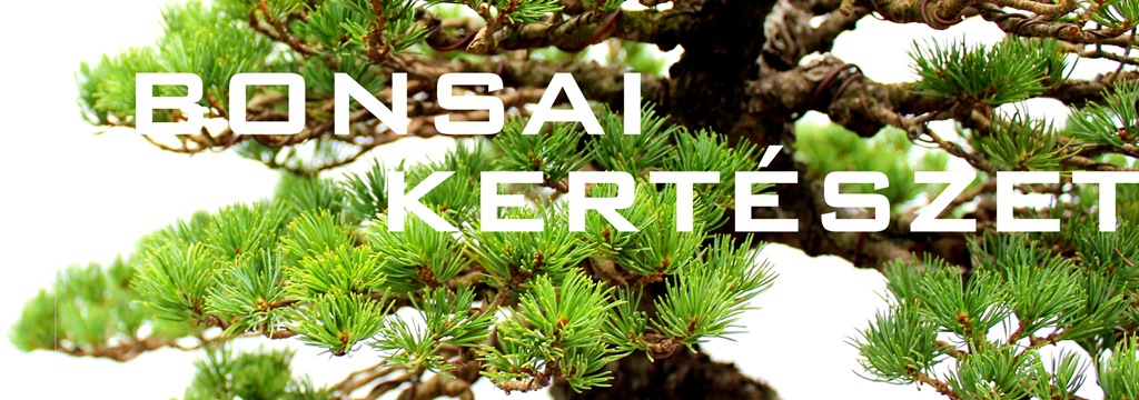 bonsai eloanyagok prebonsaiok es konteneres bonsai fa a marczika kerteszetbol