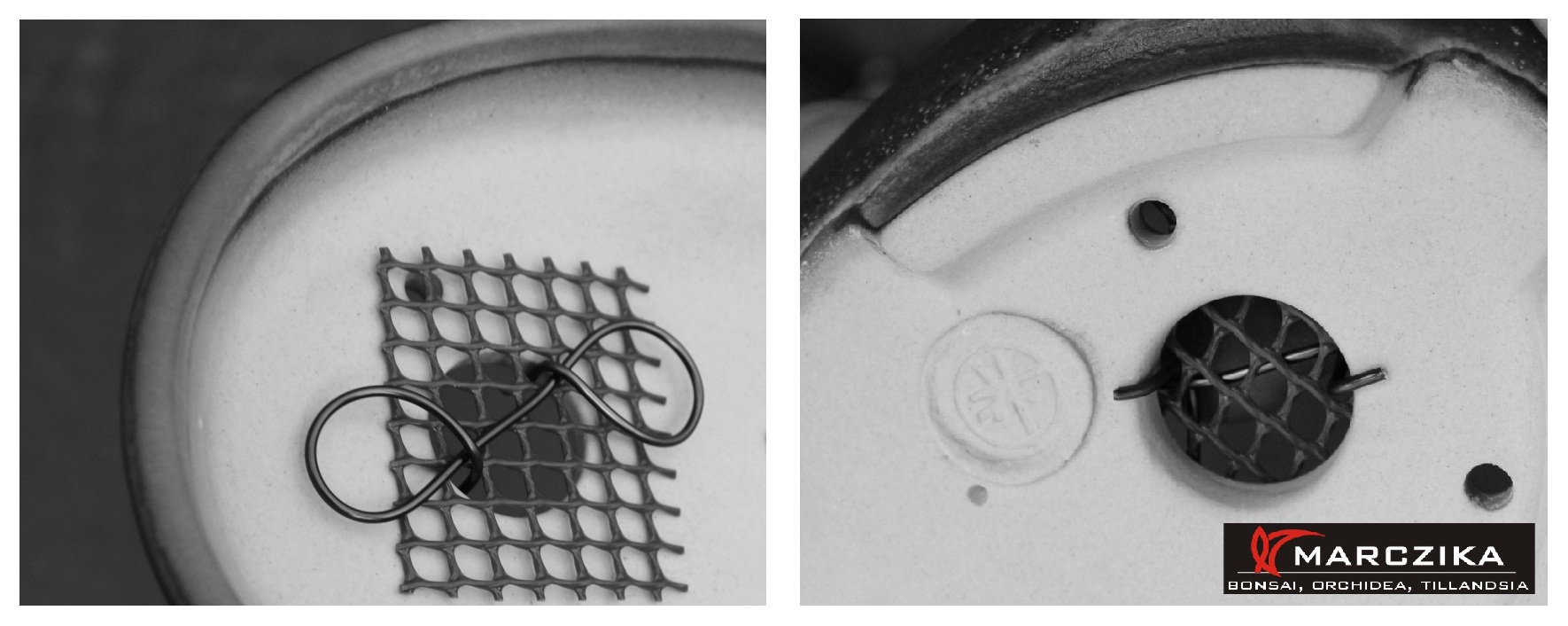 bonsai tal elokeszitese bonsai atultetesehez