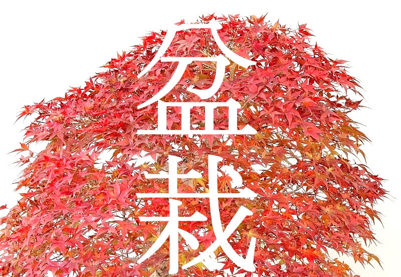 bonsai kerteszet erden studio munka a marczika bonsai studioban