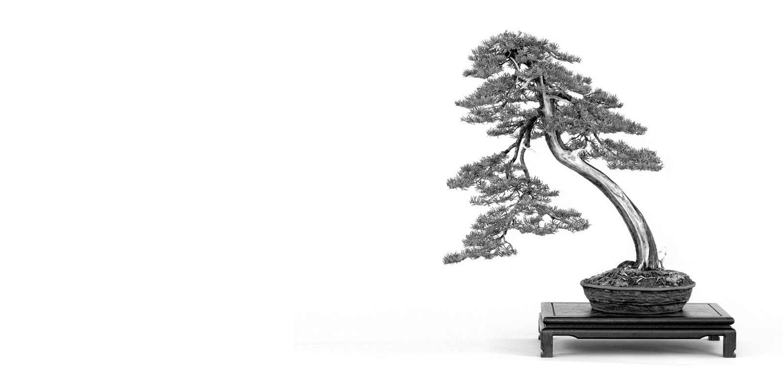 taxus cuspidata bonsai japanese literati from the marczika bonsai studio garden